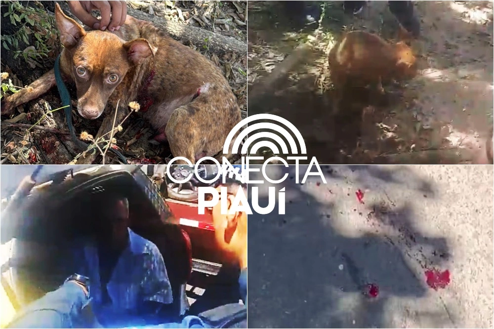 Motorista é preso após arrastar cachorro por ruas da zona Leste de Teresina.